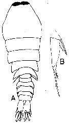 Species Sapphirina metallina - Plate 3 of morphological figures