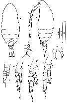 Espèce Parvocalanus crassirostris - Planche 11 de figures morphologiques