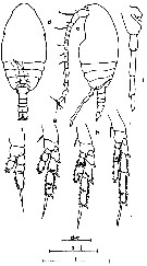 Species Parvocalanus crassirostris - Plate 14 of morphological figures