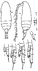 Espèce Parvocalanus elegans - Planche 2 de figures morphologiques