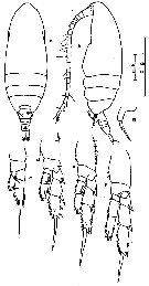 Espèce Delibus nudus - Planche 7 de figures morphologiques