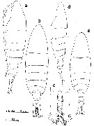 Espèce Sinocalanus sinensis - Planche 1 de figures morphologiques