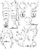Espèce Tortanus (Atortus) magnonyx - Planche 1 de figures morphologiques