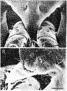 Species Pseudocyclops minutus - Plate 3 of morphological figures
