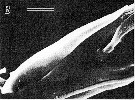 Espèce Nullosetigera helgae - Planche 10 de figures morphologiques
