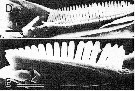 Espèce Temora discaudata - Planche 13 de figures morphologiques