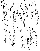 Species Protoparamisophria biforaminis - Plate 3 of morphological figures