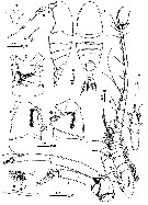 Espèce Sarsarietellus suluensis - Planche 1 de figures morphologiques