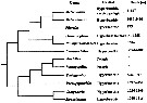 Famille Arietellidae - Planche 1