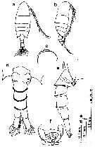 Espèce Pseudodiaptomus nihonkaiensis - Planche 4 de figures morphologiques