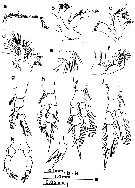 Species Pseudodiaptomus nihonkaiensis - Plate 5 of morphological figures