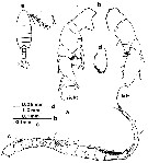 Species Pseudodiaptomus nihonkaiensis - Plate 6 of morphological figures