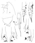 Species Paraeuchaeta pseudotonsa - Plate 4 of morphological figures