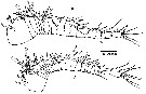 Species Pseudocyclops lakshmi - Plate 2 of morphological figures