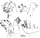 Species Pseudocyclops lakshmi - Plate 3 of morphological figures