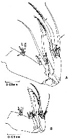 Espèce Pseudocyclops lakshmi - Planche 6 de figures morphologiques