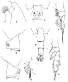 Species Paraeuchaeta exigua - Plate 3 of morphological figures