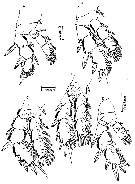 Espèce Pseudocyclops lakshmi - Planche 4 de figures morphologiques