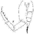 Espèce Pareucalanus attenuatus - Planche 11 de figures morphologiques