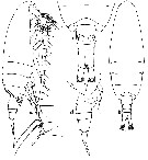Espèce Paracalanus denudatus - Planche 6 de figures morphologiques