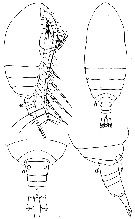 Espèce Parvocalanus scotti - Planche 1 de figures morphologiques