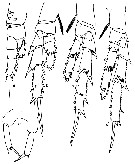 Espèce Parvocalanus scotti - Planche 2 de figures morphologiques