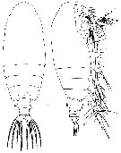 Espèce Euchirella splendens - Planche 4 de figures morphologiques