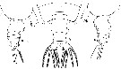 Species Euchirella splendens - Plate 5 of morphological figures