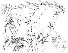 Espèce Euchirella splendens - Planche 6 de figures morphologiques