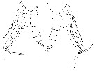 Espèce Paraeuchaeta calva - Planche 7 de figures morphologiques