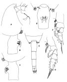 Espèce Paraeuchaeta dactylifera - Planche 2 de figures morphologiques