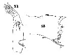 Espèce Subeucalanus crassus - Planche 10 de figures morphologiques