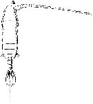 Espèce Subeucalanus crassus - Planche 13 de figures morphologiques