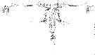 Espèce Eucalanus hyalinus - Planche 12 de figures morphologiques