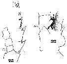 Espèce Eucalanus hyalinus - Planche 16 de figures morphologiques