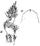 Espèce Onchocalanus cristatus - Planche 13 de figures morphologiques