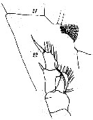 Espèce Gaetanus pileatus - Planche 13 de figures morphologiques