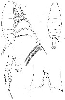 Species Calanus australis - Plate 9 of morphological figures