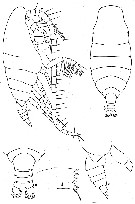 Espèce Mimocalanus cultrifer - Planche 4 de figures morphologiques