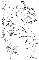 Species Mimocalanus cultrifer - Plate 5 of morphological figures
