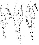 Espèce Mimocalanus cultrifer - Planche 7 de figures morphologiques