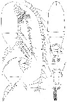 Espèce Aetideus bradyi - Planche 3 de figures morphologiques