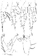 Espèce Aetideus bradyi - Planche 4 de figures morphologiques