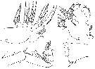 Species Aetideus bradyi - Plate 5 of morphological figures