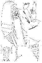 Species Aetideus giesbrechti - Plate 6 of morphological figures