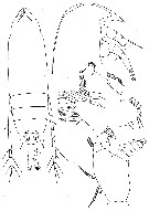 Species Aetideus giesbrechti - Plate 7 of morphological figures