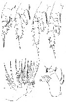 Species Aetideus acutus - Plate 8 of morphological figures