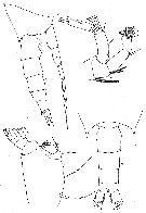 Species Chiridius polaris - Plate 9 of morphological figures