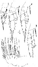 Espèce Chiridius polaris - Planche 10 de figures morphologiques