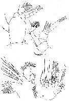 Espèce Gaetanus brevispinus - Planche 17 de figures morphologiques